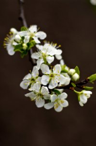 Macro, Detail, Garden