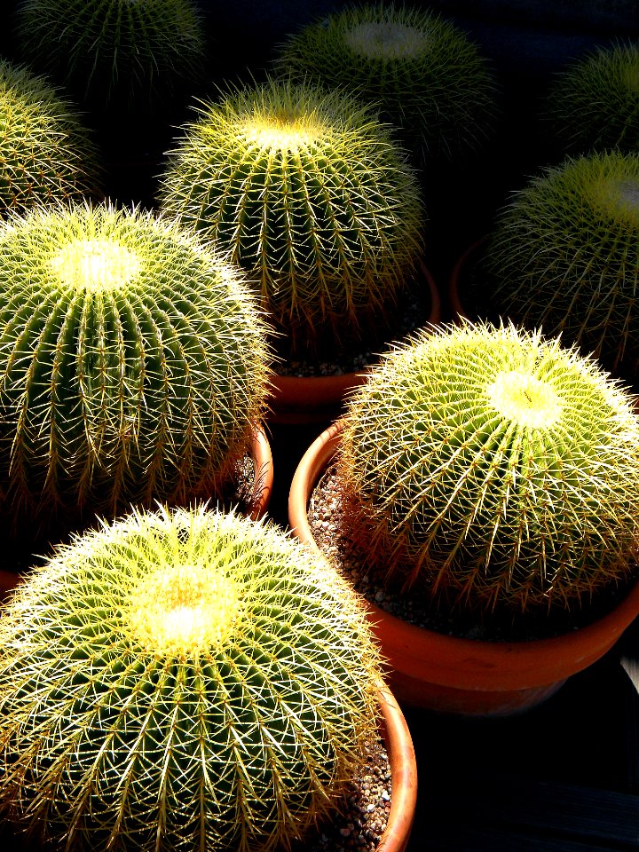 Denver botanic gardens, Denver, United states