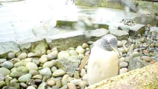 Edinburgh zoo, Zoo, Penguin