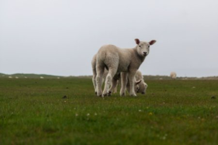 Cornwall, United kingdom, Sca photo