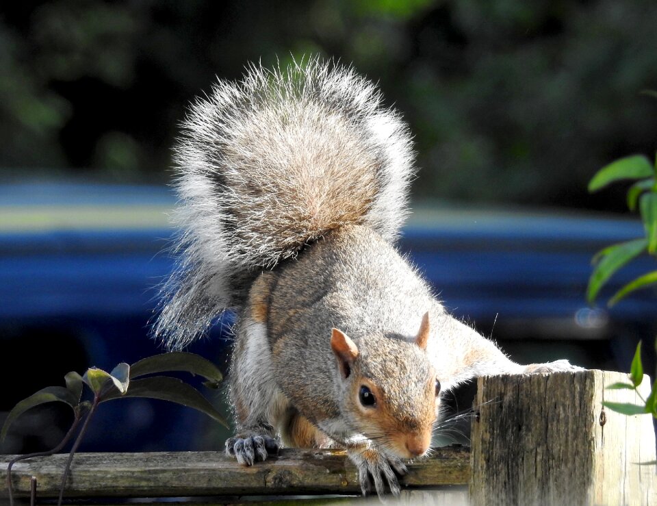 Nature squirrel wildlife