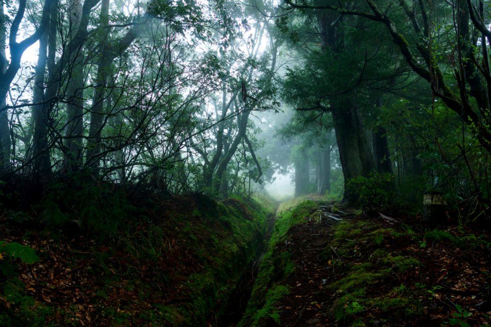 Madeira, Portugal, Greenery