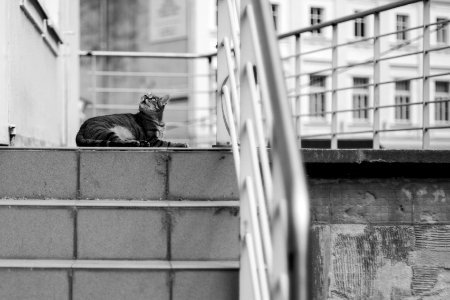 Animal, Street, Black white photo