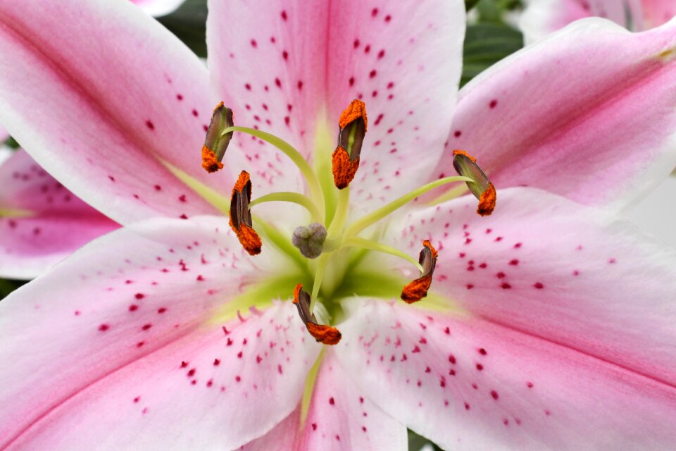 Flower pink white