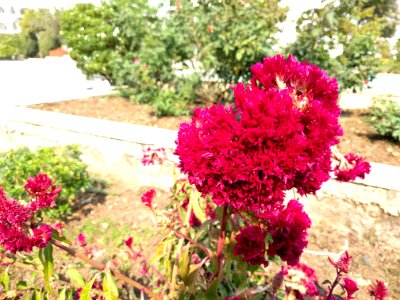 Shot, Photos, Nature