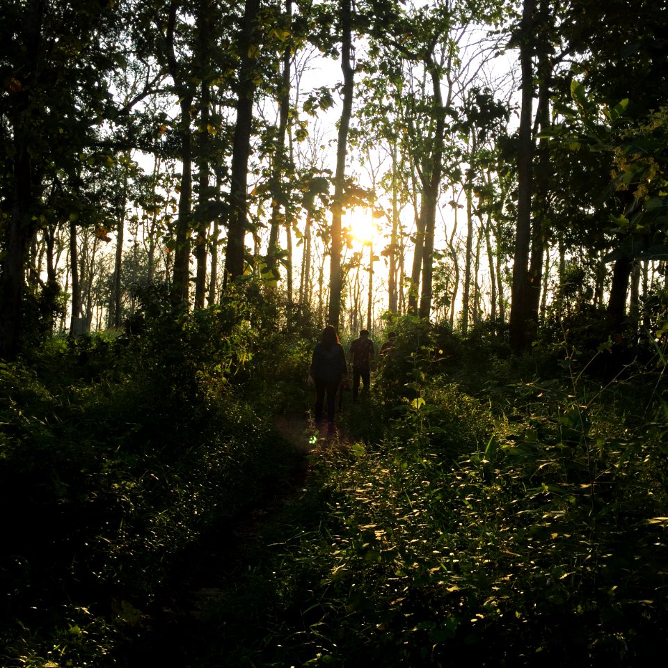Indonesia, Corn field