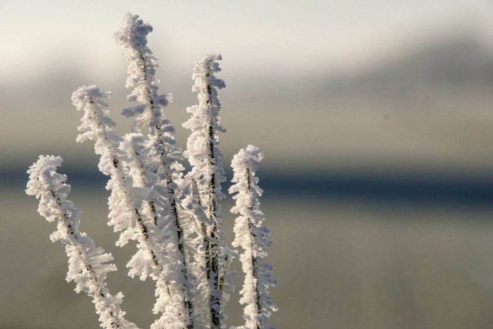 Nature, Frozen, Cold