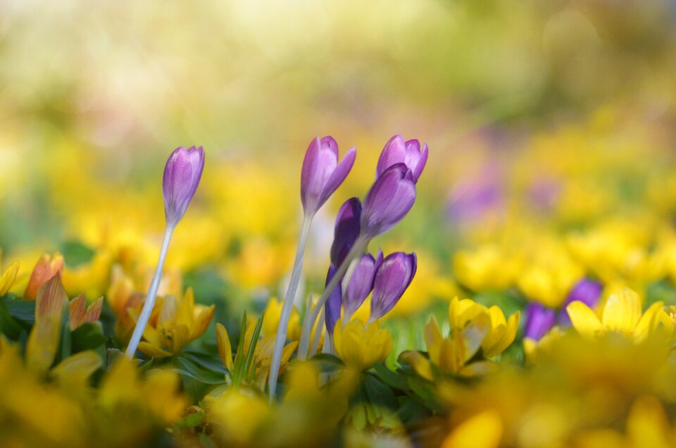 Yellow flower nature