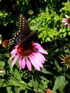 Cone flower, Insect, Purple photo