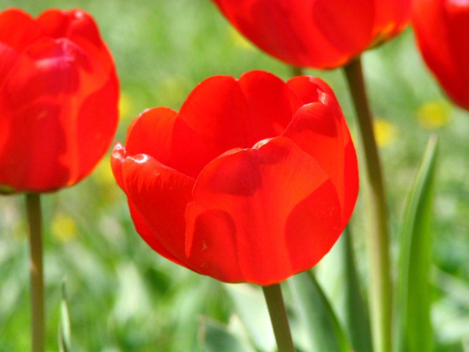 Red, Garden, Flowers