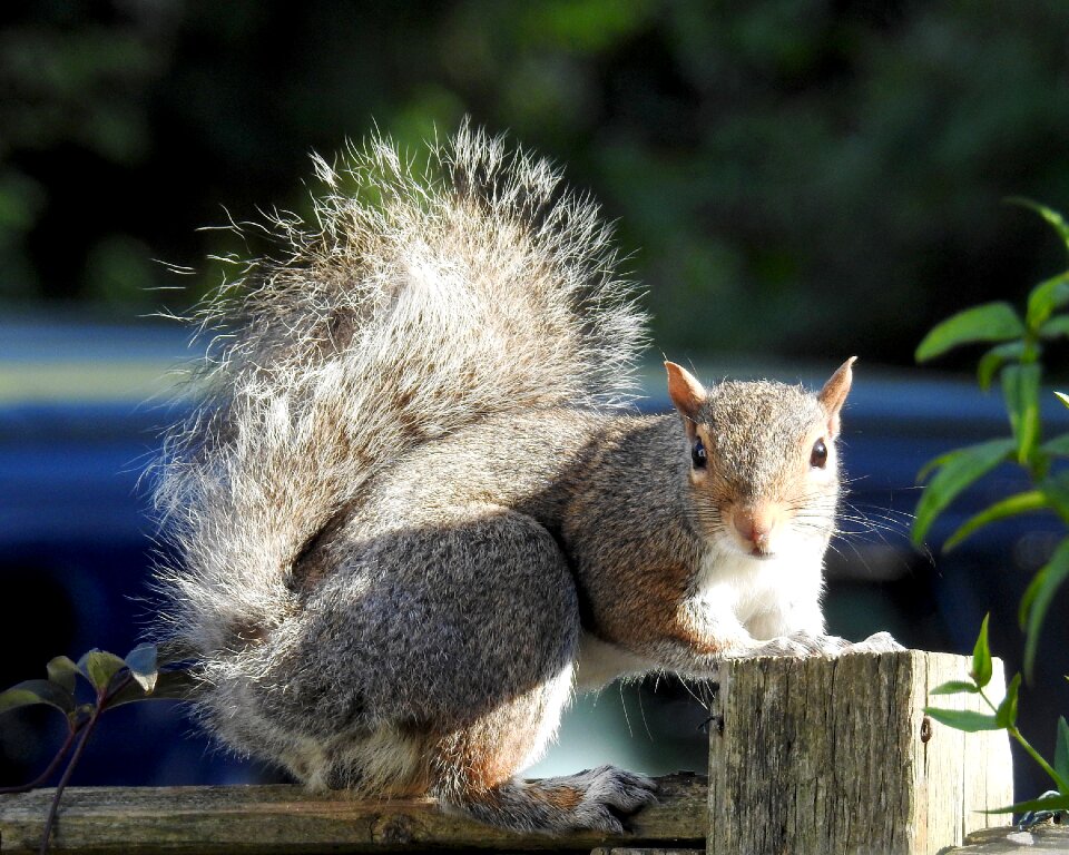Wildlife squirrel bushy