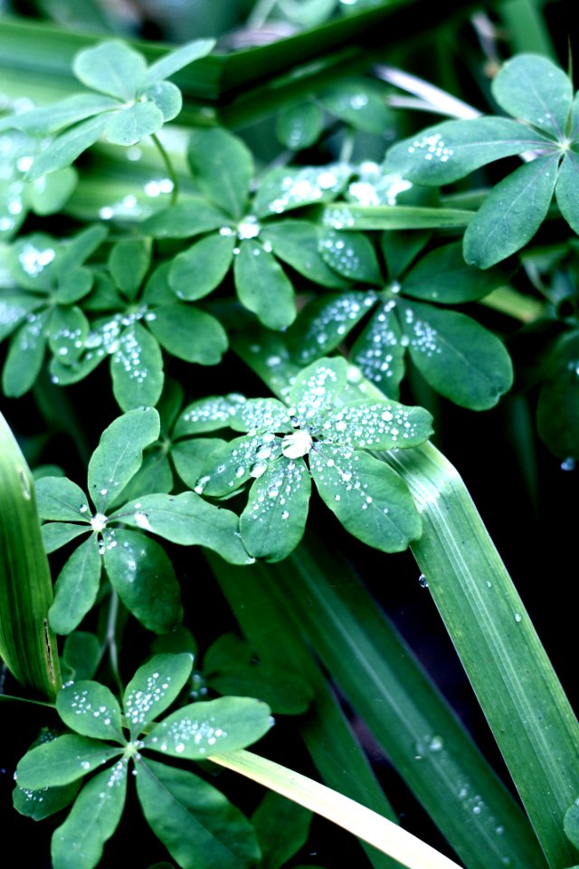 Jardin botanique, Botanique, Feuille