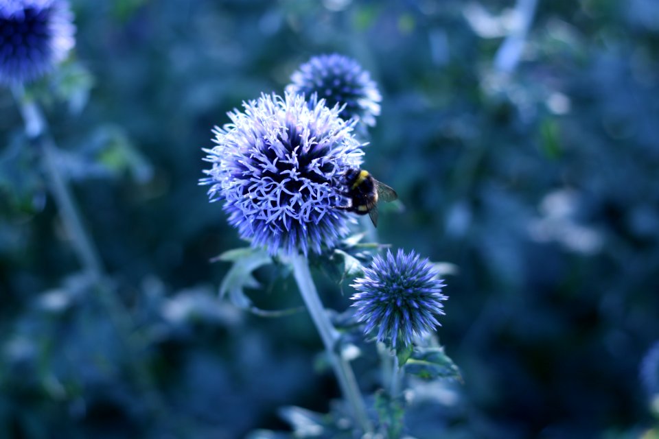 Insecte, Blue color, Nature
