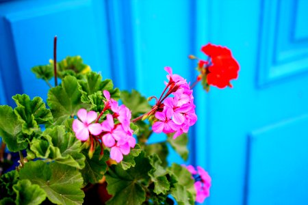 Blue door, Plant, Red flower photo