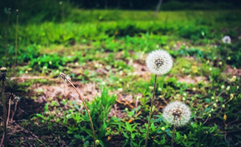 Nature plants preservation