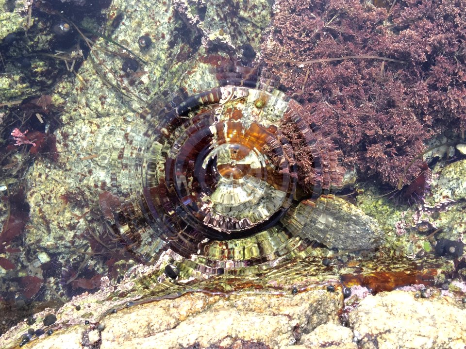 17 mile drive, Pacific grove, United states