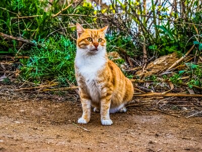 Face kitten tabby photo