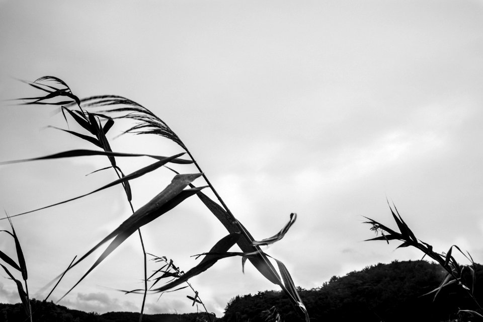 Upo Wetland, South korea