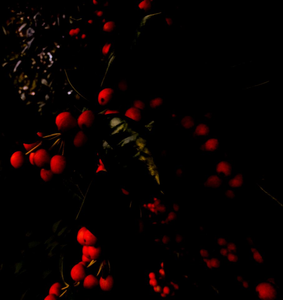 Tree, Berry