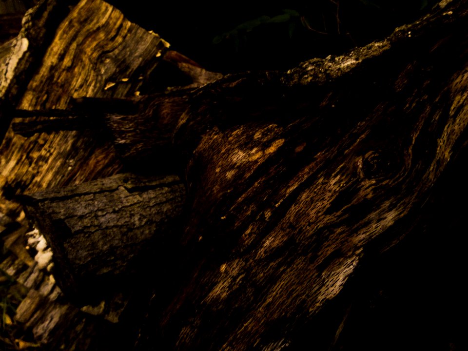 Wood pile, Wooden log, Wood