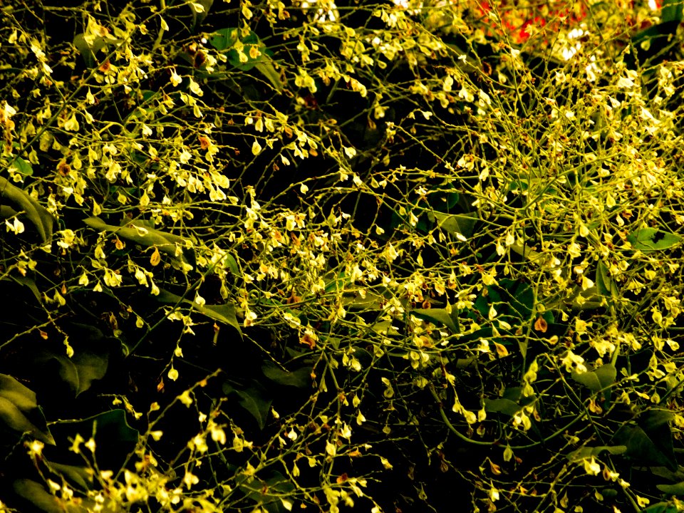 Flower, Tree, Trees