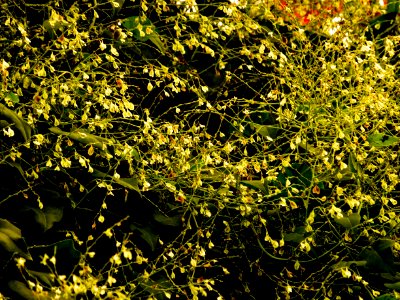 Flower, Tree, Trees