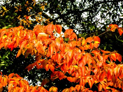 Trees, Leaves, Tree