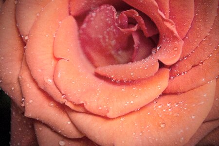 Water petal pink flowers