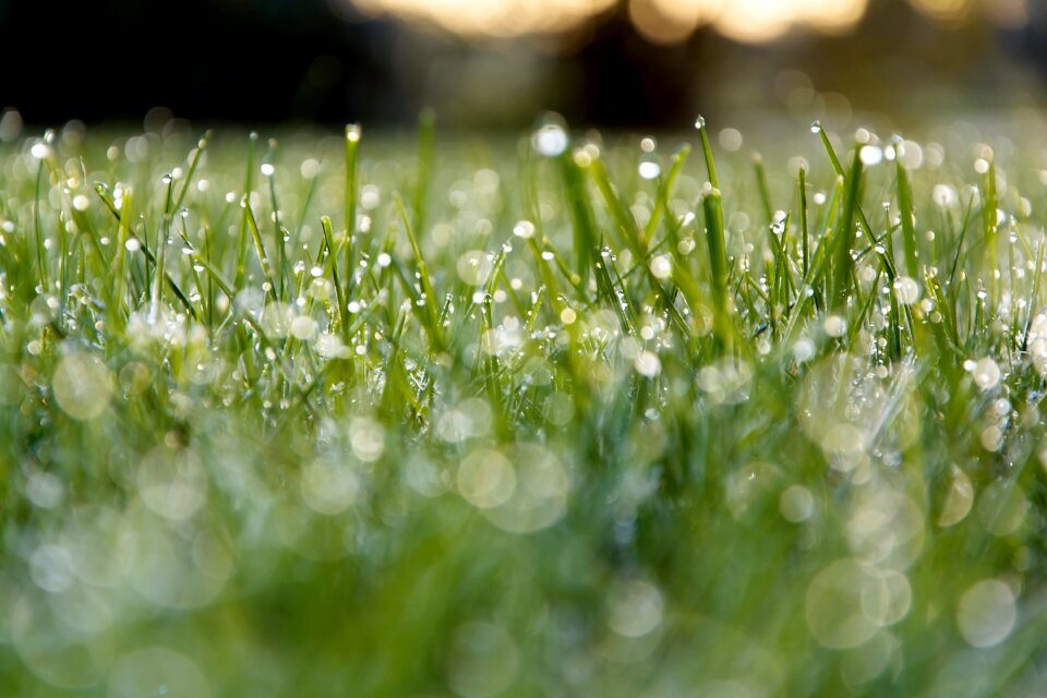 Grass green nature