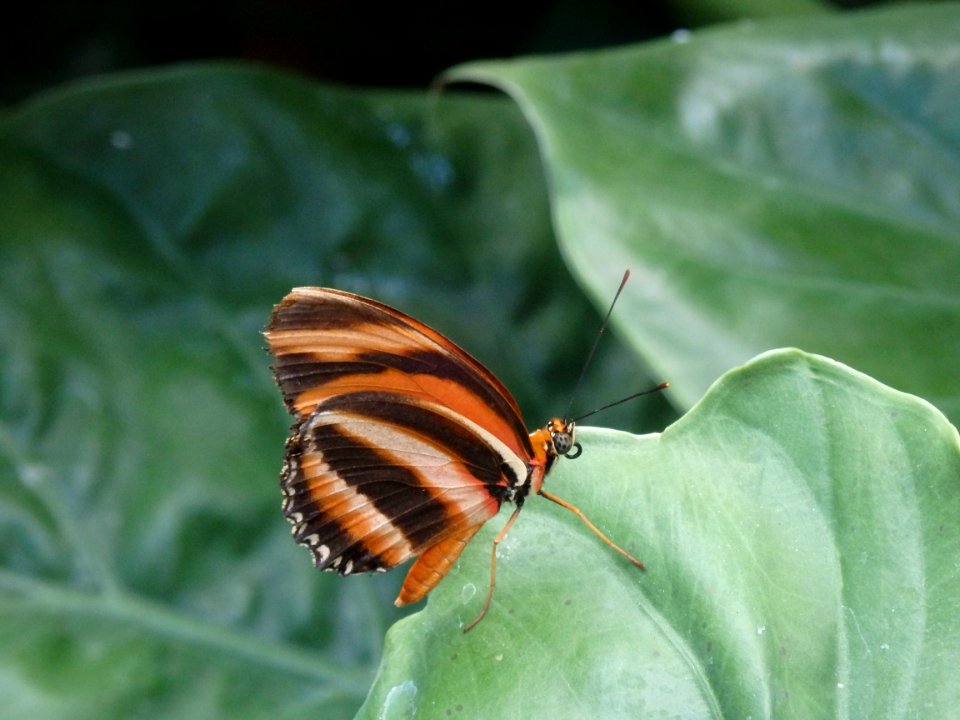 Green, Orange, Butterfly