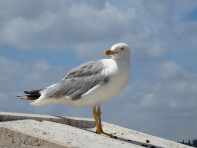 Greece, Bird, Seagull