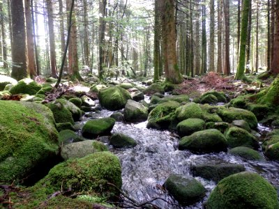 Luxembourg, Green, Stream photo