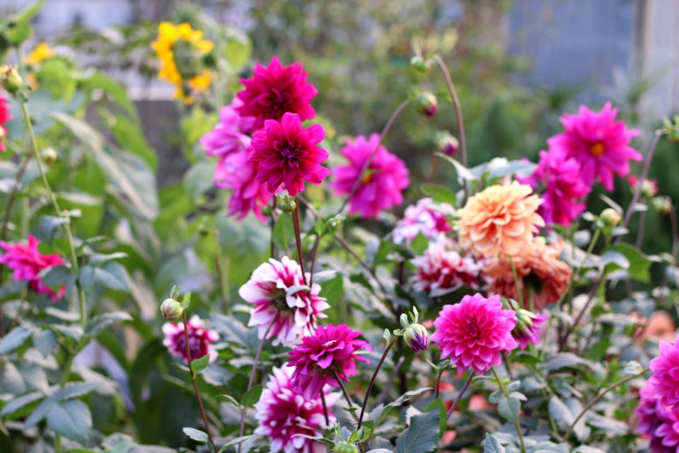 Flower garden, Flower, Pink flower