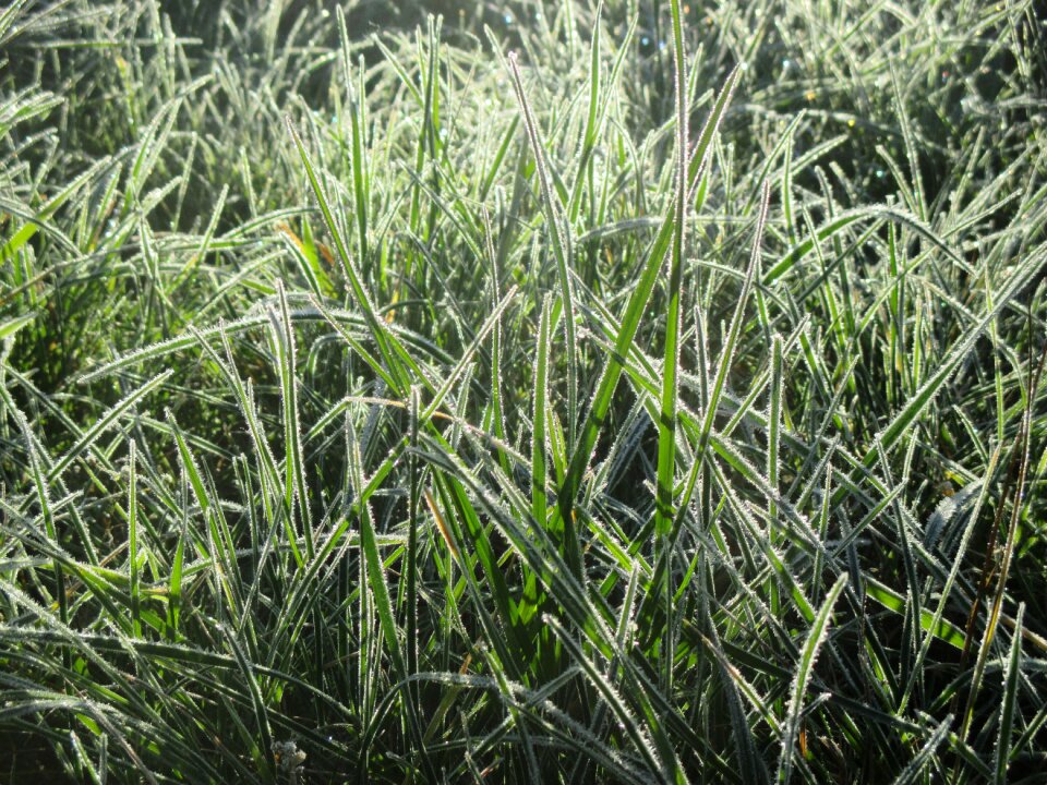 Green grass green plant