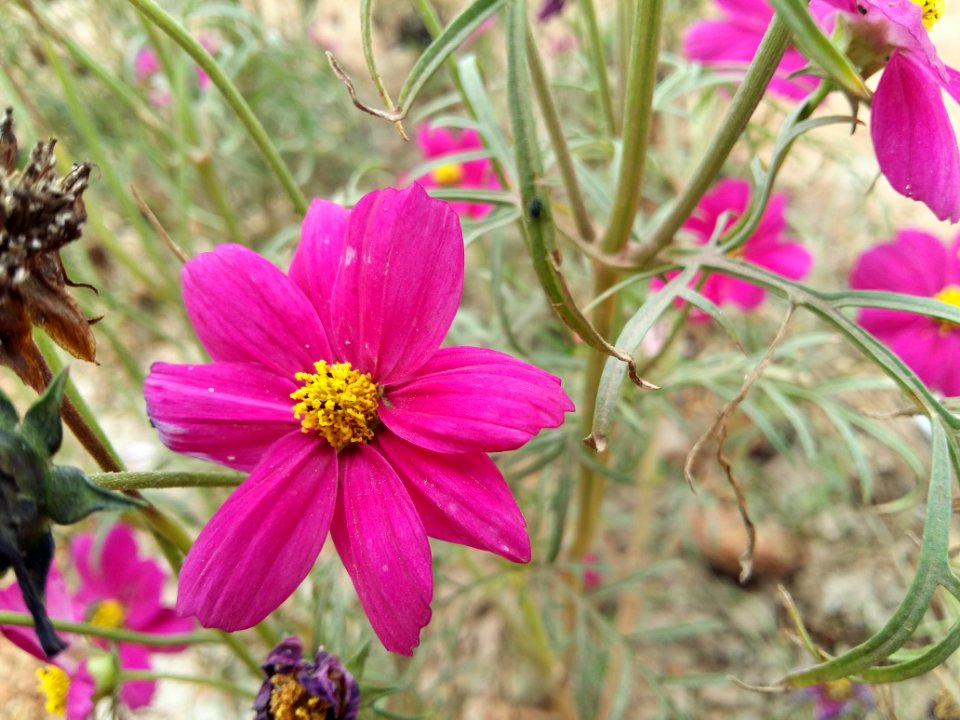 Park, Garden, Flower