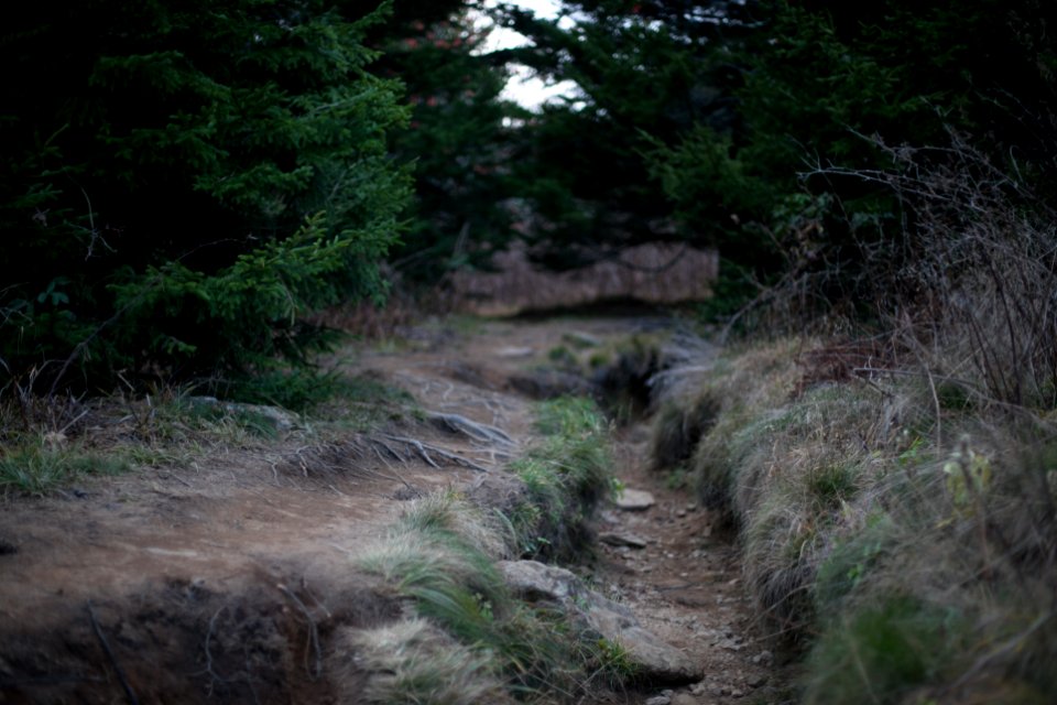 Green, Walkway, Walk