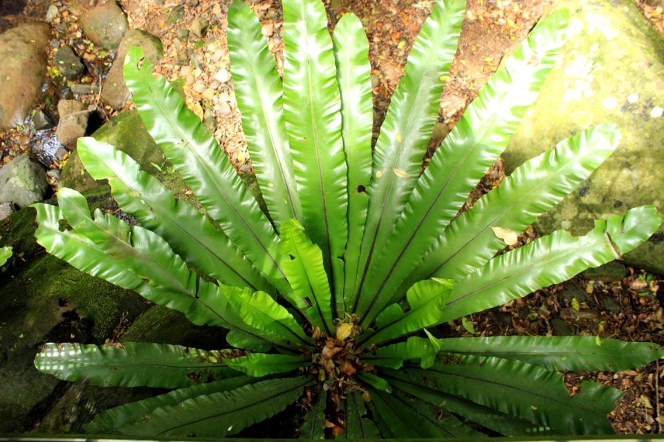 Minnamurra rainforest centre, Minnamurra, Australia