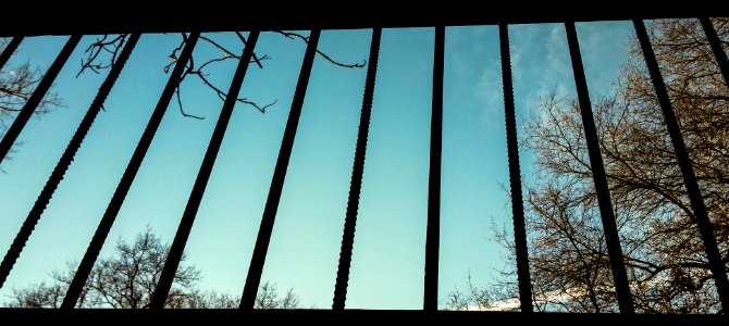 Trees, Nature, Framing