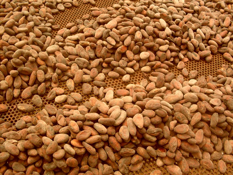 Saint georges, Grenada, Cocoa production
