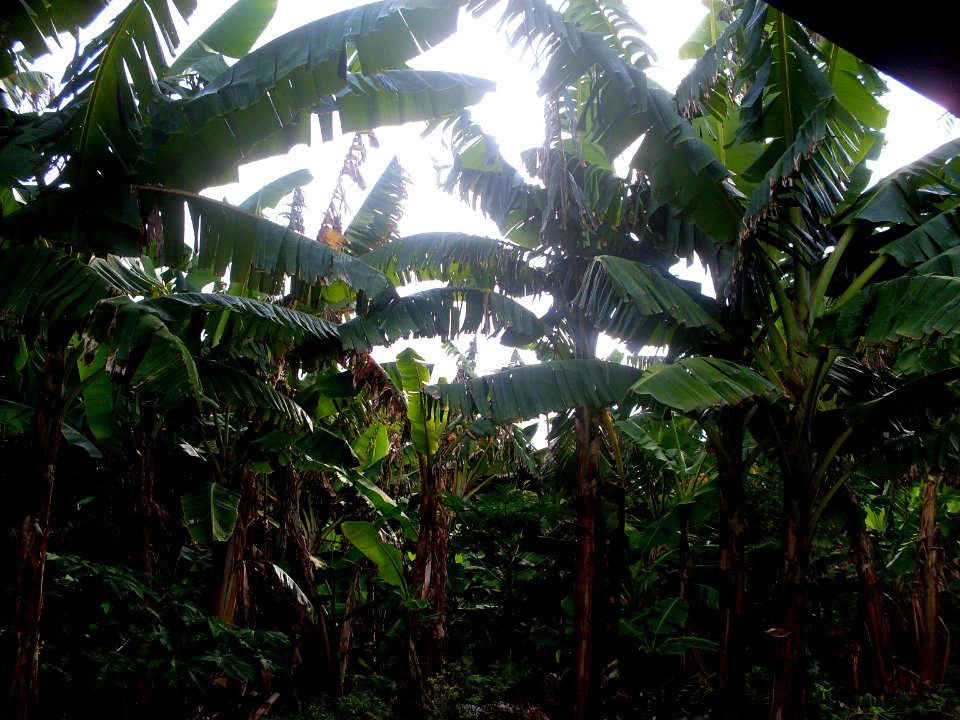 Saint georges, Grenada, Agriculture