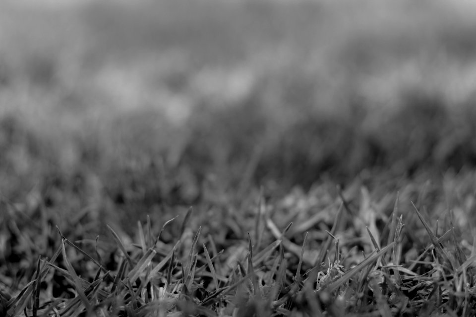 Brisbane, Australia, Grass