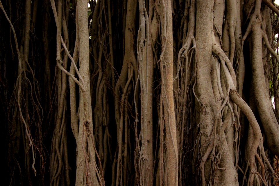 Brisbane, Australia, Trees