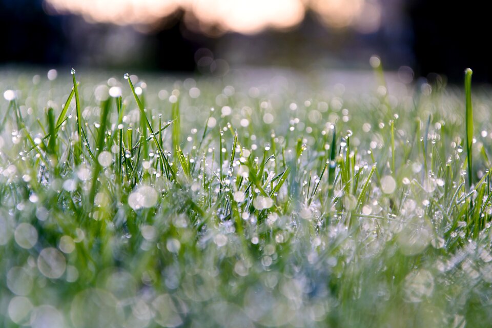 Dew dewdrop drop of water