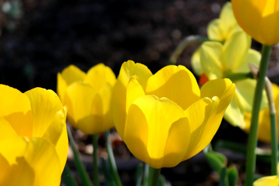 Flower, Flowers, Yellow