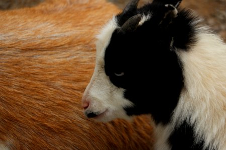 Farm, Animals
