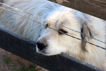 Eyes, Eye, Dog