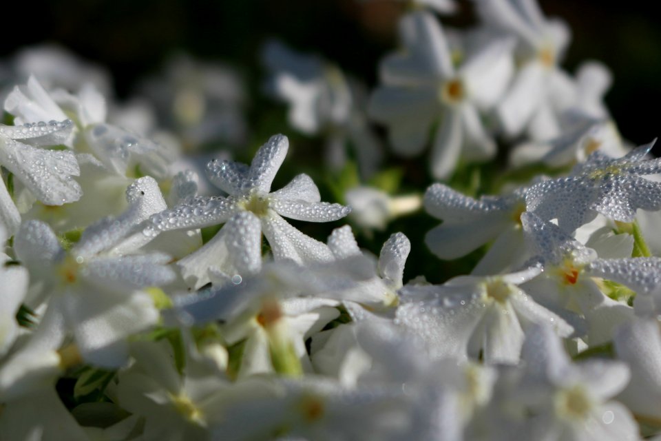 White flowers, White flower, Flowers