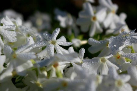 White flowers, White flower, Flowers