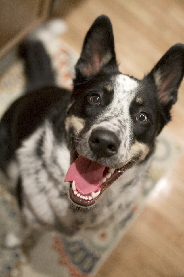 Aussie australian shepherd border collie