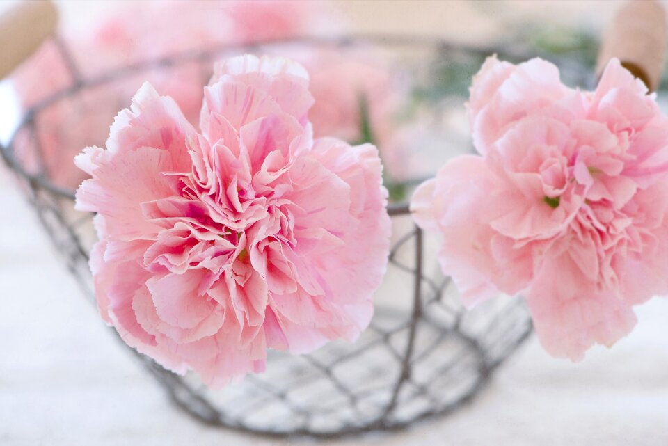 Bloom pink petals